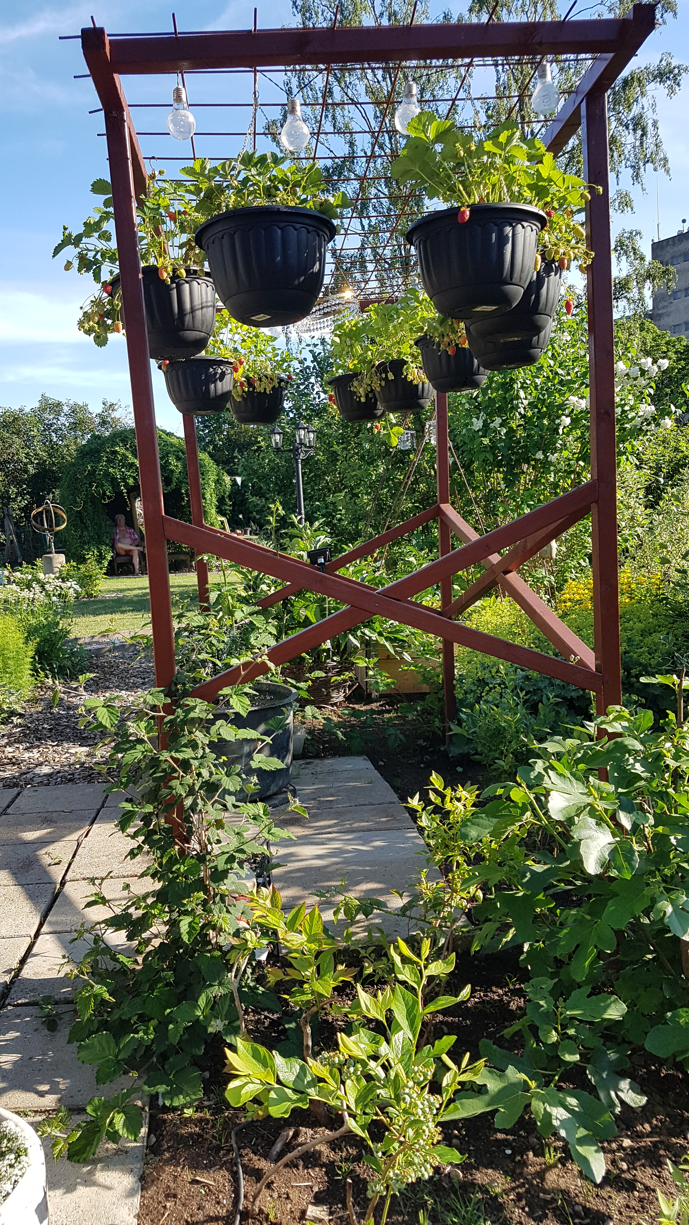 Jordgubbar på höjden.