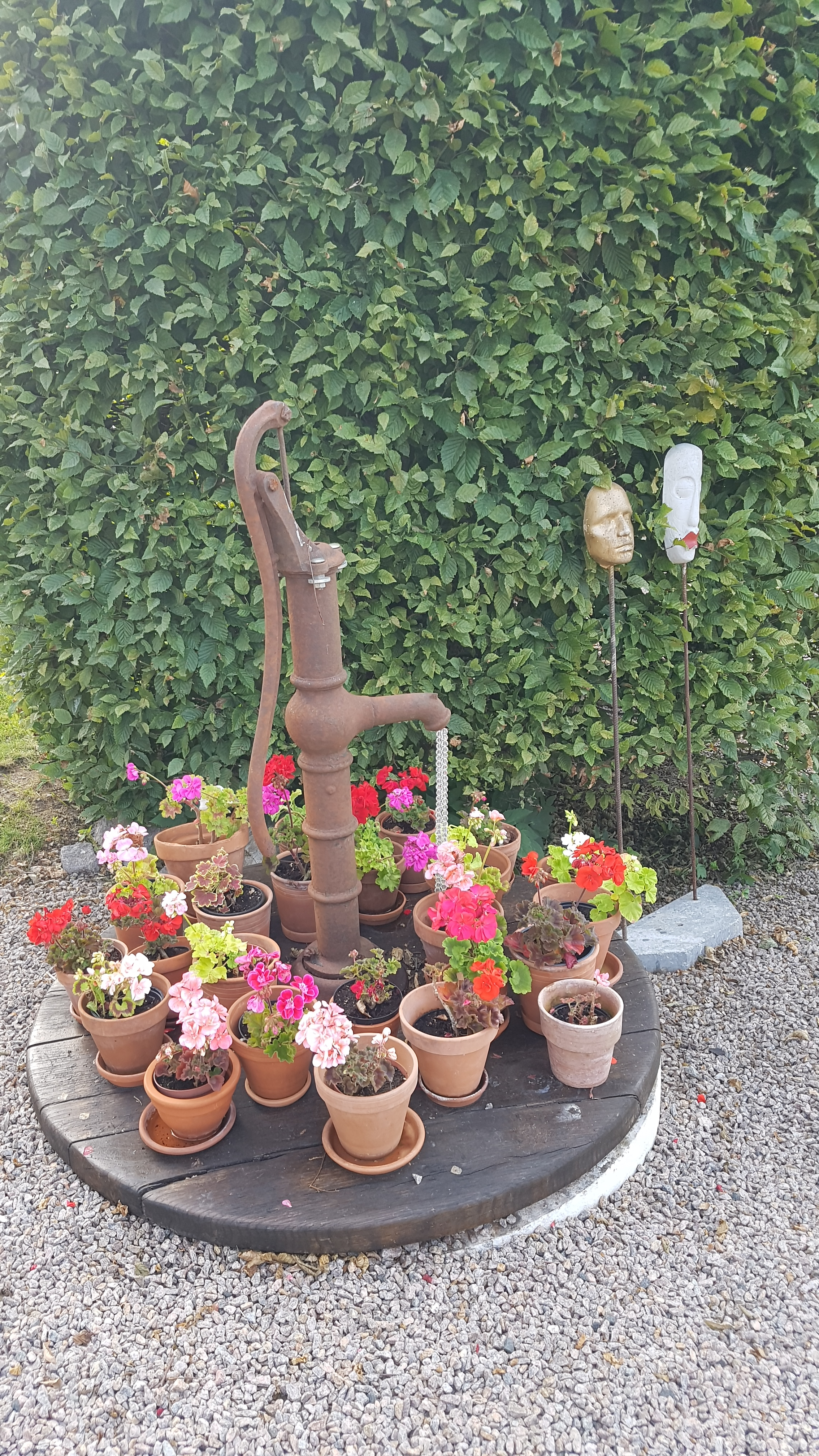 Pelargonier vid nickepumpen.